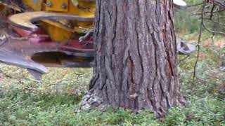 CAT excavator cut pine trees 1