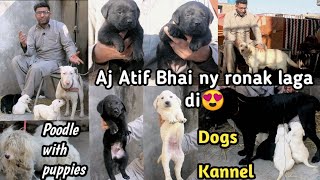 Dog kennel in Pakistan | Kohati Gultair | black Labrador | English poodle | Labrador puppies |