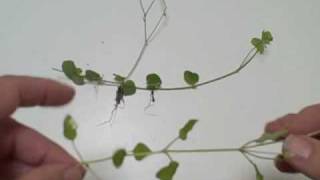 EatTheWeeds: Episode 65: Drymaria Cordata