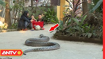 Theo chân "cao thủ" làng Lệ Mật đi bắt rắn (P1) | Kỹ năng sống [Số 7]