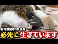 代理母猫のもとで一生懸命に生きる子猫たちの姿