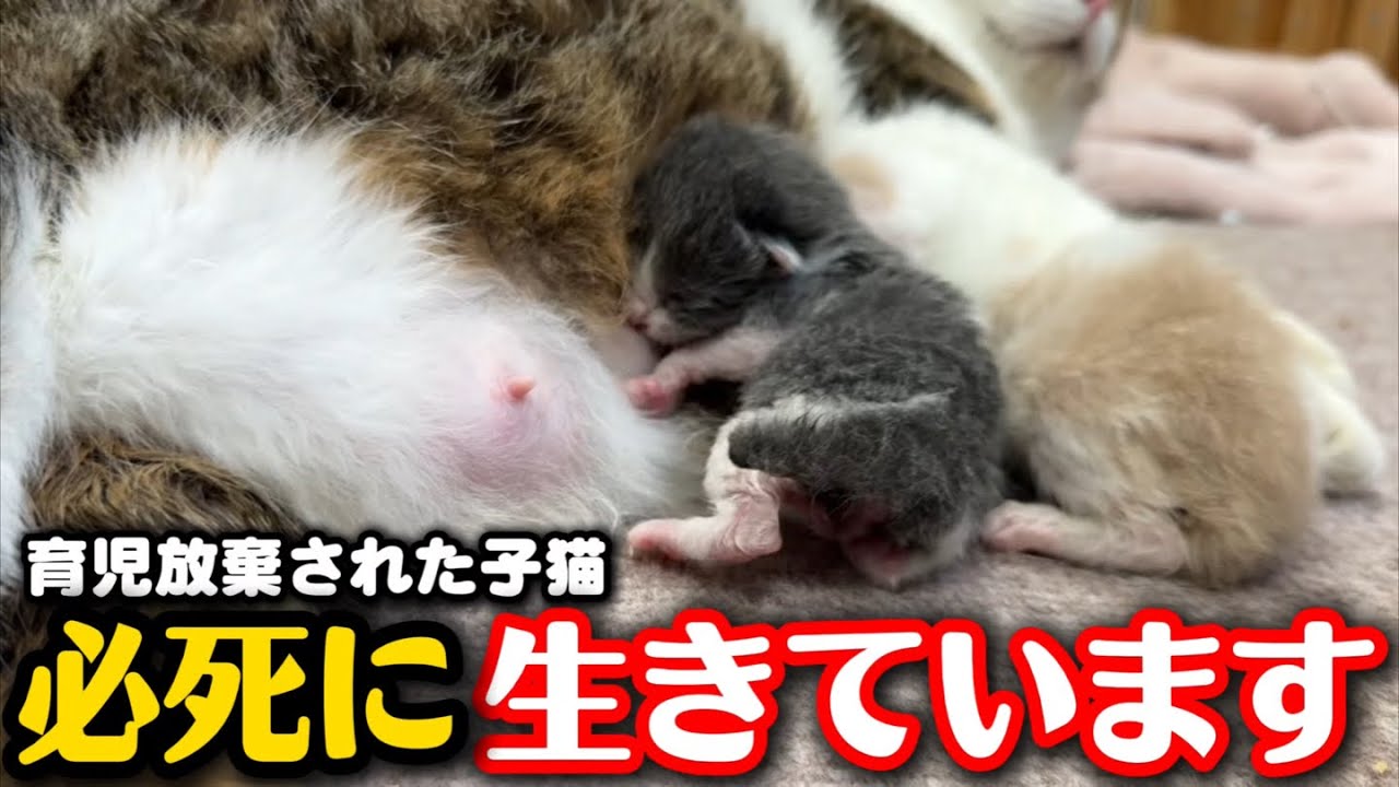代理母猫のもとで一生懸命に生きる子猫たちの姿