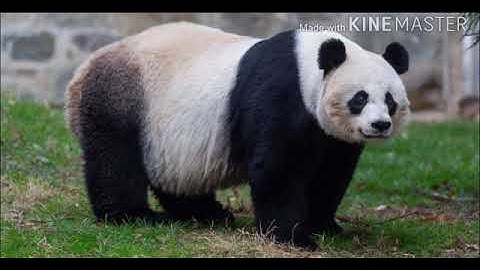 MLZS JHANSI CLASS 2 EVS Chapter 8 Animals Around Us