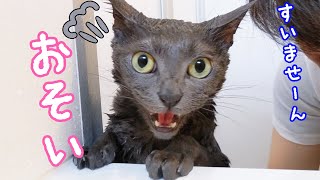 頑張ってシャンプーしてたのに途中で限界が来て鳴きまくる猫