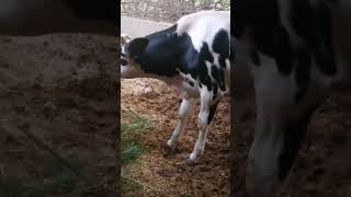 Dutch cow