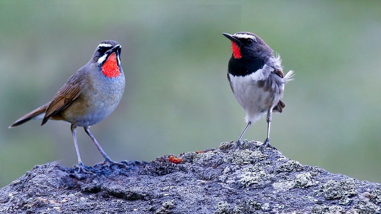 Burung Berkecet Leher Merah Pas Mantap Untuk Pikat Burung Kicauan