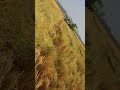 #bollywood
