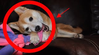 How To Stop Puppy Chewing Furniture, Shoes & Clothes