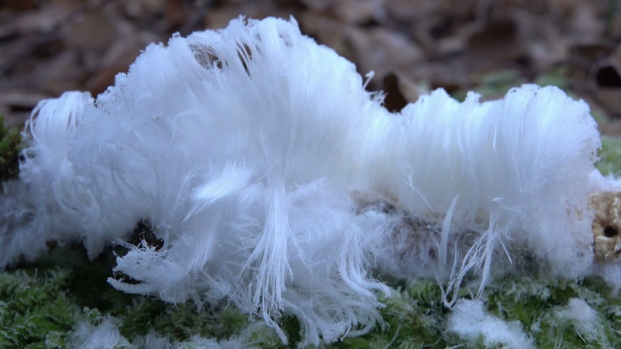 Extraño pelo de hielo -  Exidiopsis effusa  - Hair ice