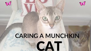 Smallest cats in the world 2| Funniest animals 2023 videos | cute moments of cats Care Munchkin |#4k