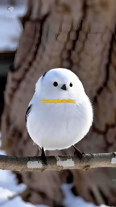Meet Japan’s Cutest Bird: The Shima-enaga Snow Fairy | #shorts #japan