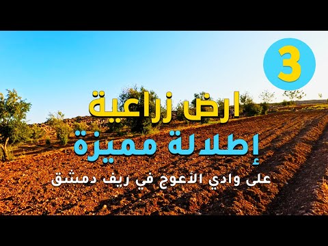 ارض زراعية على وادي الاعوج العرض رقم 3