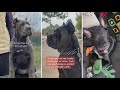 The ultimate compilation of the cutest doggos youve ever seen