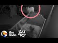 Rescue Cat Sneaks Into His Sister's Crib At Night | The Dodo Cat Crazy