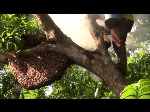 ভিডিও: ফ্রেমগুলি কীভাবে সরিয়ে ফেলা যায়