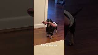 talkingwithtoby dog doglover