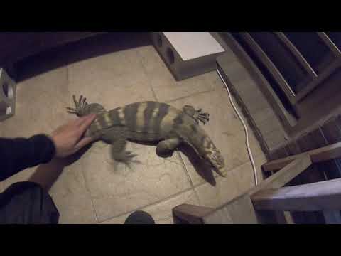 龍龍- 硫磺澤巨蜥 Sulfur water monitor -Varanasi Salvator Sulfur part 2