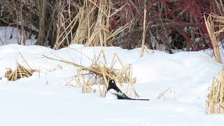 Magpies Having A Snow Bath
