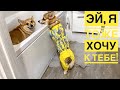 Сэдди тоже хочет купаться! Смешные корги😂