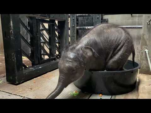 Video: Hoe Een Babyolifant In Slaap Te Brengen - Matador Network
