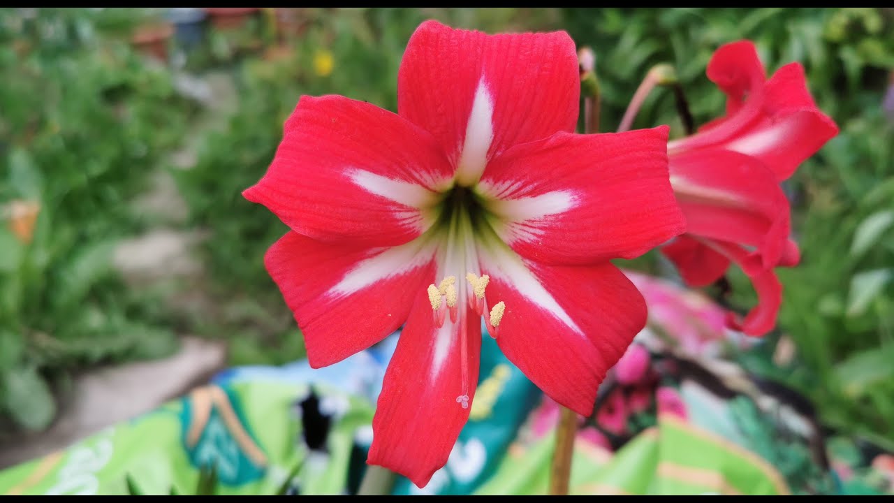 Hippeastrum Sonatini Balentino, a hardy " Amaryllis " for outdoor cultivation in temperate - YouTube