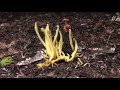 New Zealand Fungi (Part 1)