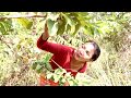 Survival skills: Finding meet natural guava fruit for eat - Guava nature fruit eating delicious #53