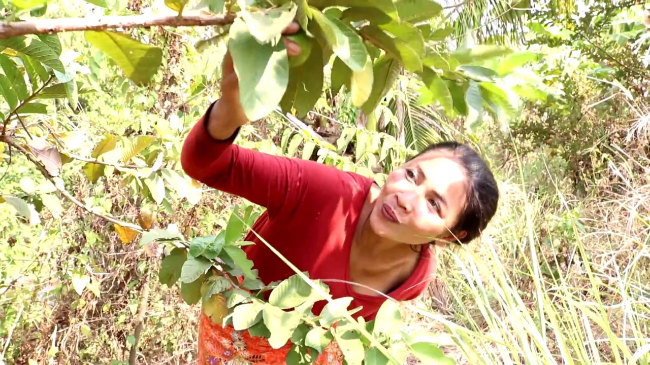 easy food to cook Survival skills: Finding meet natural guava fruit for eat - Guava nature fruit eating delicious #53