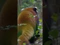 Red Pandas know how to set boundaries 😎 #InsideTheEnchantedForests