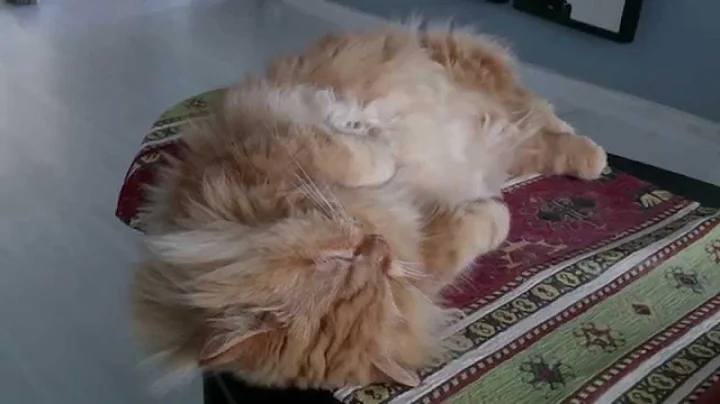 Video 4290301: shorthair munchkin cat, exotic shorthair cat, cat missing, cat home