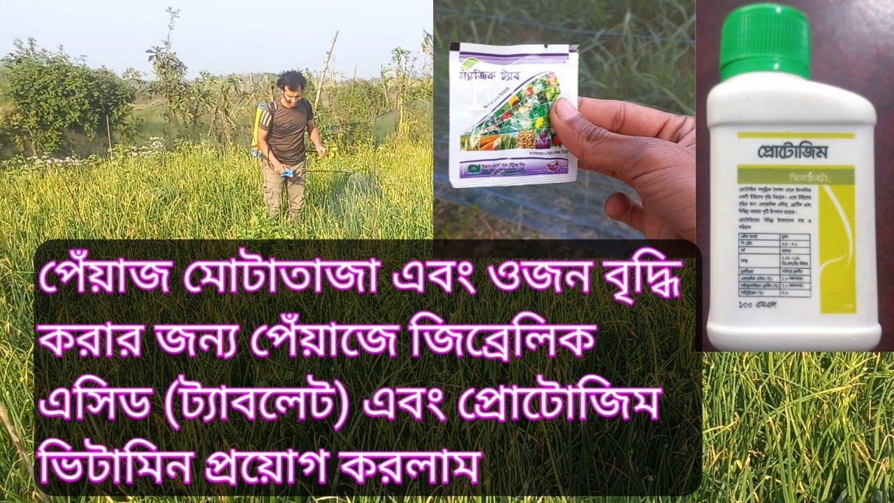 পেঁয়াজে জিব্রেলিক এসিড (ট্যাবলেট) এবং প্রোটোজিম ভিটামিন প্রয়োগ করলাম || পেঁয়াজে ভিটামিন স্প্রে