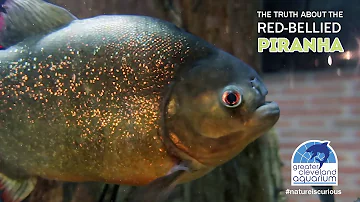 The Truth About the Red-Bellied Piranha @CLEAquarium
