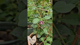 Goji Berry And Chilli Flowers - So Strikingly Similar