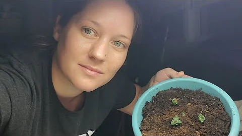 Growing Potatoes in Snow