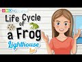 Frog Life Cycle and Development