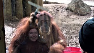 Orangutan cleans glass with squeegee to woman's complete delight screenshot 3