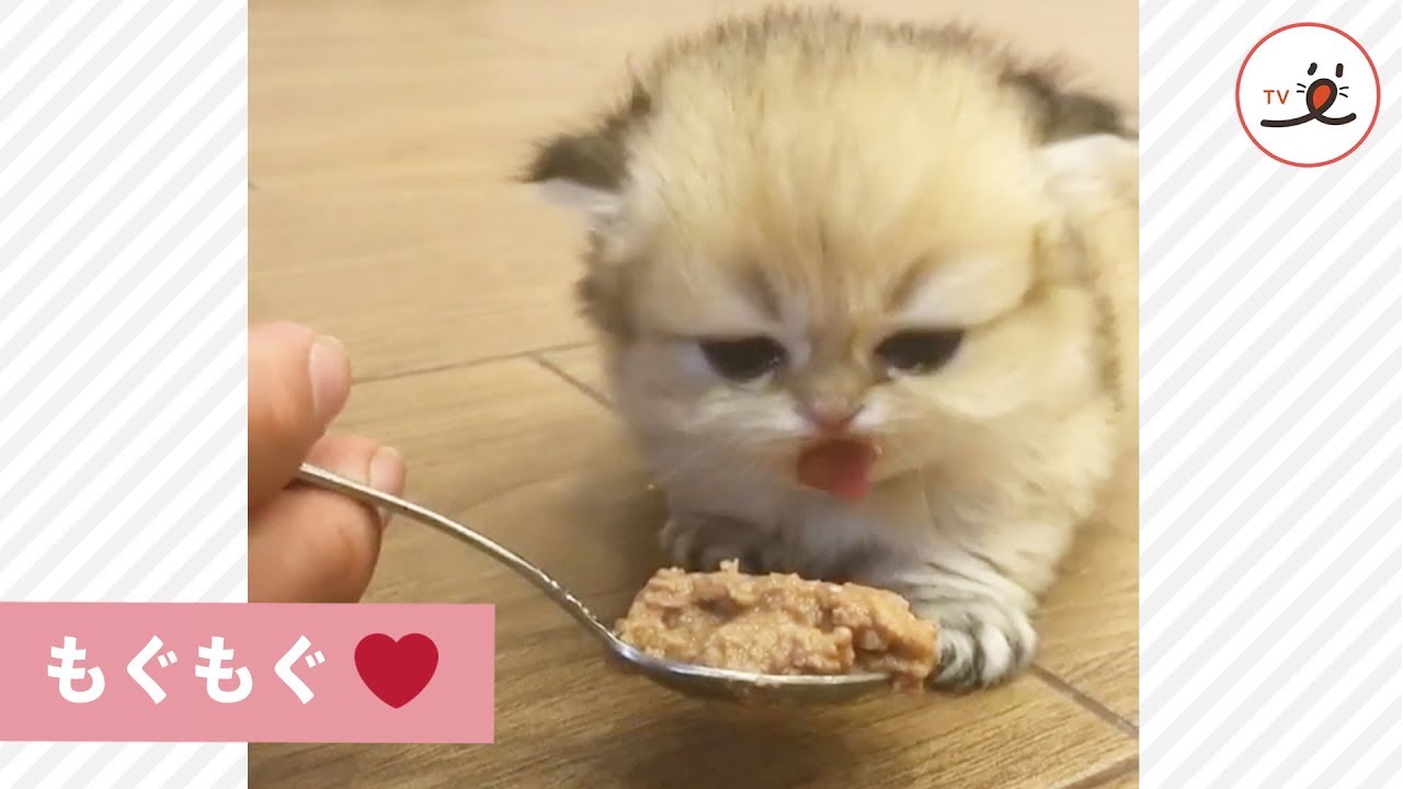 ママみたいな猫になるために ご飯を食べて大きくなるの Peco Tv Youtube