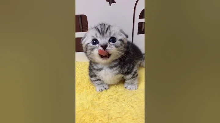 Video 10892231: love baby cats, best funny cat, cat animals love, cute cat