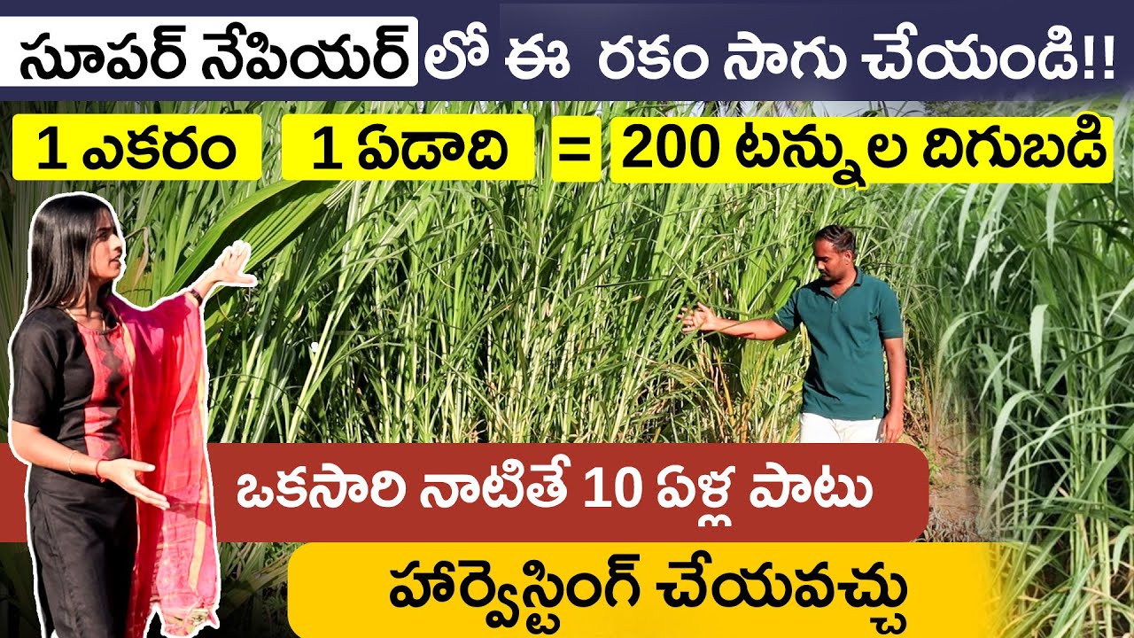 Super Napier Grass Cultivation in Telugu High Yield Fodder Farming