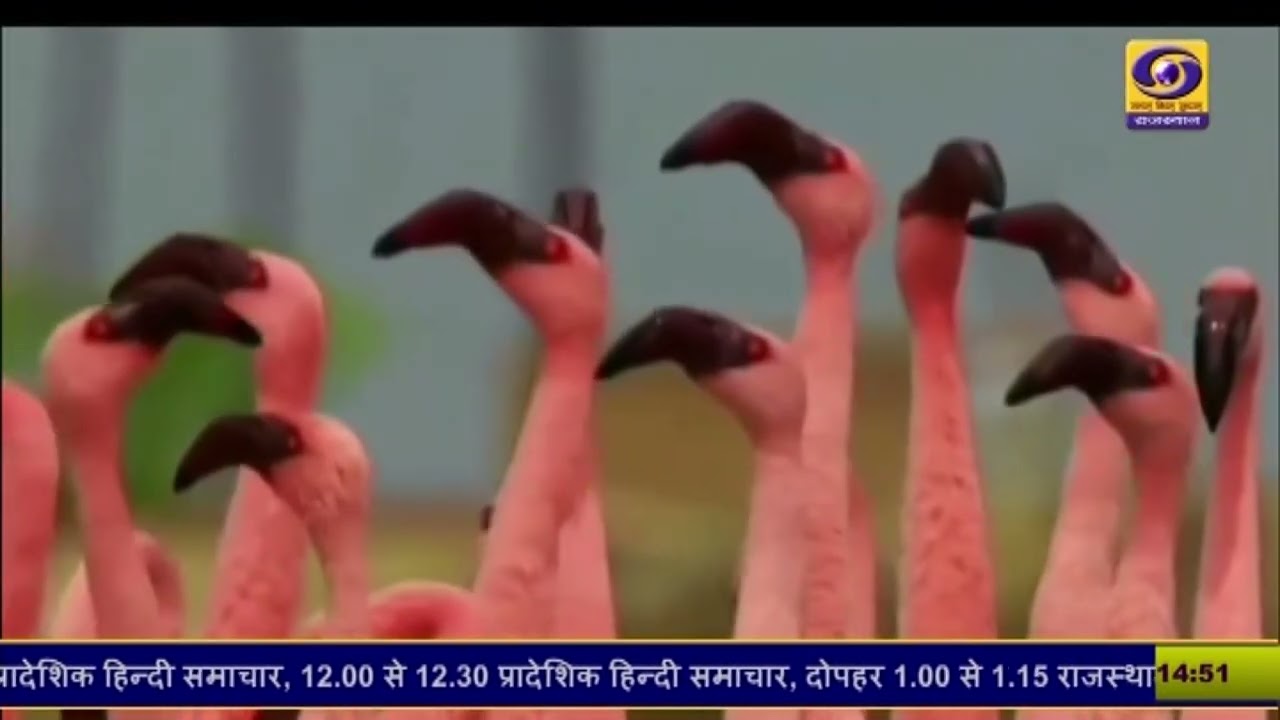 जयपुर की सांभर झील में प्रवासी पक्षियों का आगमन, फ्लेमिंगो की संख्या 50 हजार से 1 लाख तक