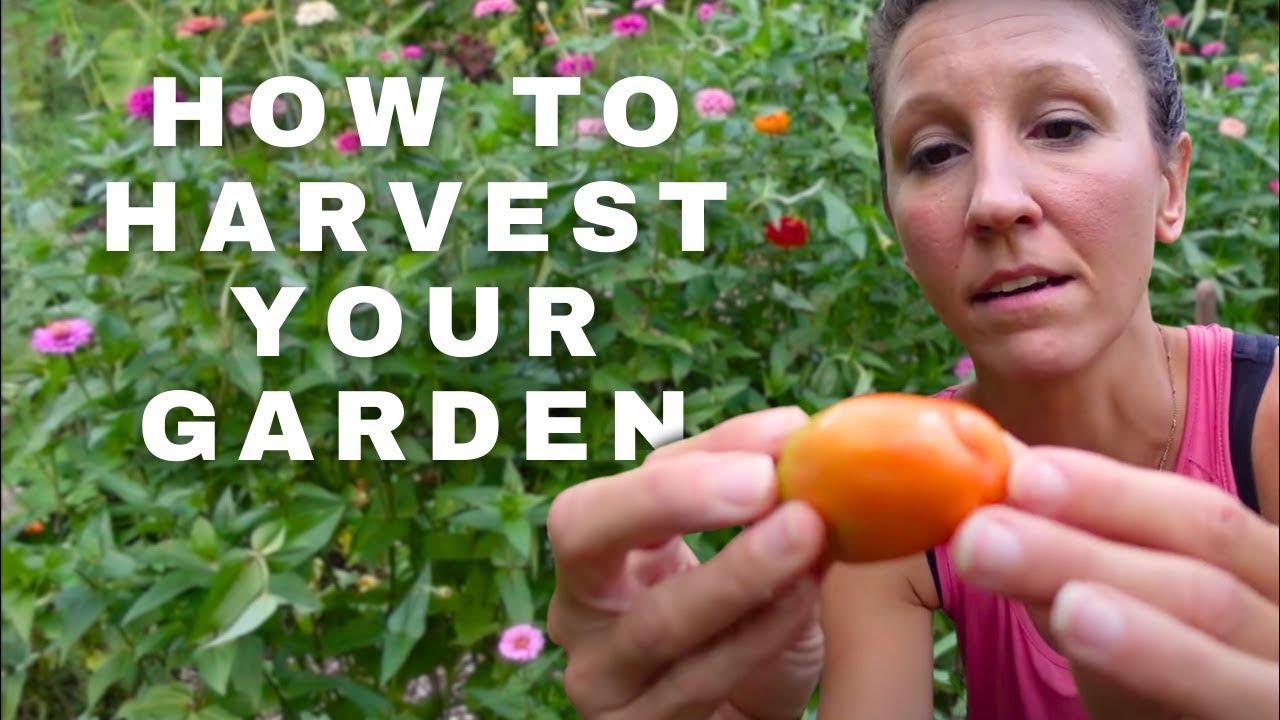 Harvesting Your Garden (WATCH THIS FIRST!) YouTube