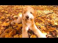 AUTUMN IN CANADA | Fall Colour Hiking with My Dog Vlog/ 힐링영상 강아지와 캐나다 단풍구경