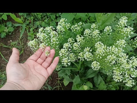 Video: Unutrašnja Rasvjeta Biljaka