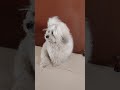 "Admire the Beauty of Our Gorgeous Shih Tzu Striking a Pose! 📸🐶✨ #PosingPup #BeautyInFur"
