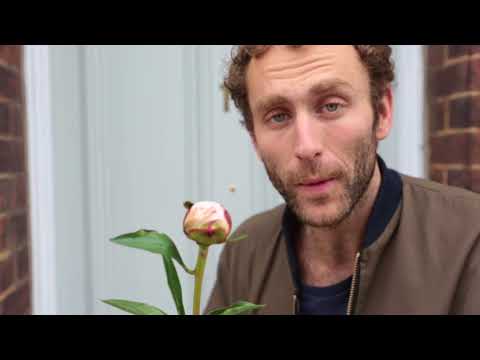 Video: Gardenia (51 Foto): Ciri Penjagaan Rumah, Ciri Peony Gardenia Dan Tahitian. Bagaimana Cara Pemindahan? Varieti Dengan Bunga Putih, Kuning Dan Merah Jambu