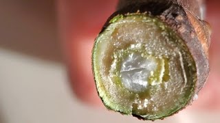 Fruit trees from sticks? Growing Fig cuttings from Figbid