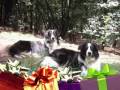 A Little Christmas Song for my dogs :-)