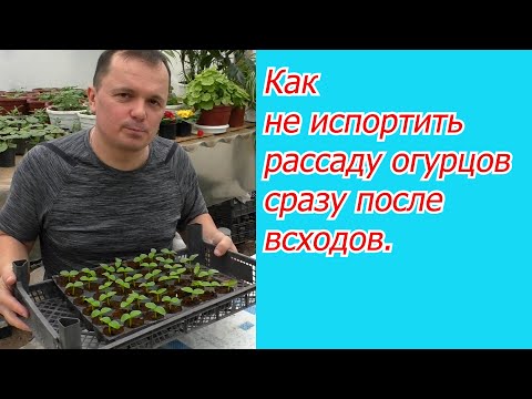 Всходы огурцов появились через 3 дня - что срочно сразу делаем.