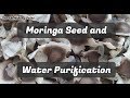 Clean & Purify Water the Ancient Way -Seeds from the Moringa Tree are Inexpensive Water Purification