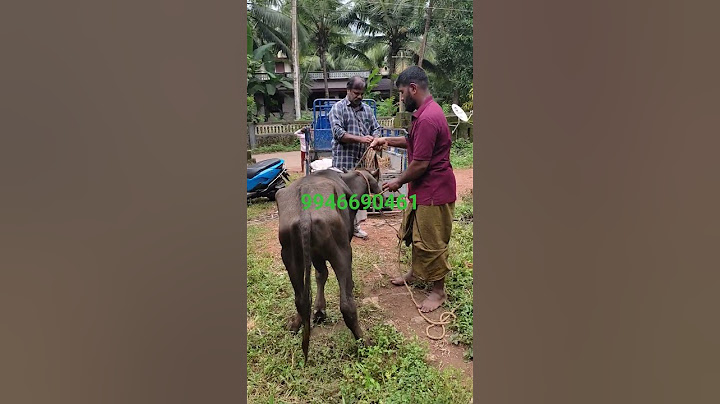 പൊറങ്ങുഭാഗത്ത് കൊടുത്ത പോത്തിൻ കിടാവ്